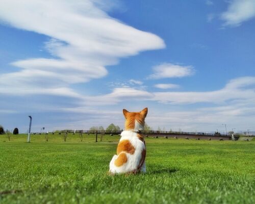 犬