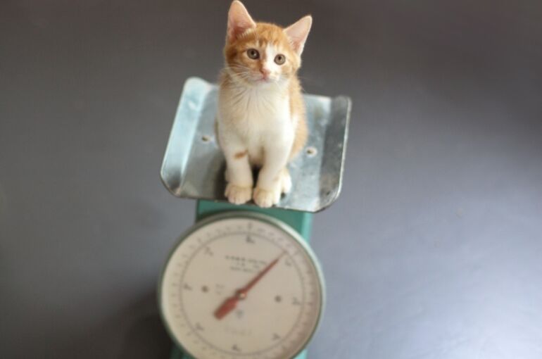 猫と体重計