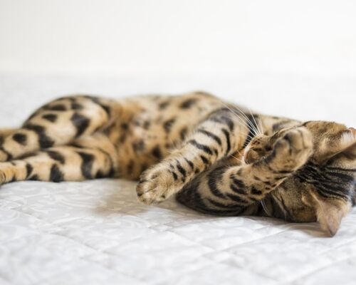 顔を洗う猫