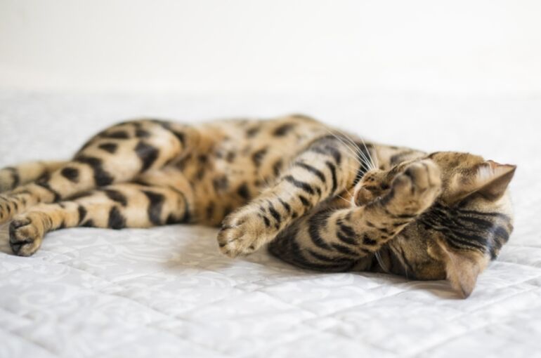 顔を洗う猫